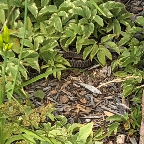 Meet your Posher, Paige - Picture 1 of 1